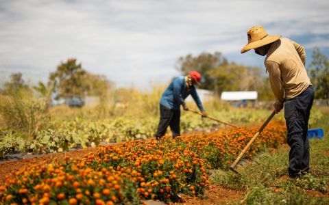 Two farmers tending to a flower garden. 